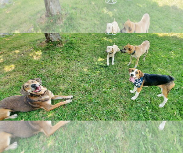 Medium Photo #13 Beagle-Unknown Mix Puppy For Sale in Fultonham, NY, USA