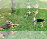 Small #12 Beagle Mix
