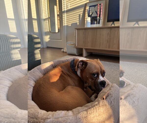 Medium Photo #8 Boxer Puppy For Sale in  Katy, TX, USA