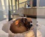 Small #7 Boxer