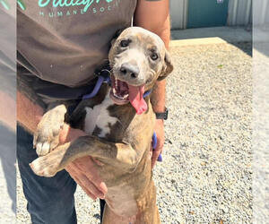 Mutt Dogs for adoption in Elmsford, NY, USA