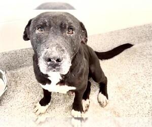 Mutt Dogs for adoption in Houston, TX, USA