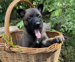 Puppy Astro Belgian Malinois