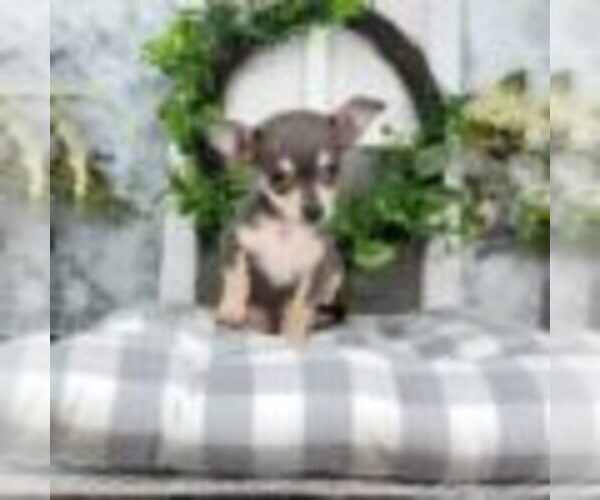 Medium Photo #2 Chihuahua Puppy For Sale in NAPLES, FL, USA