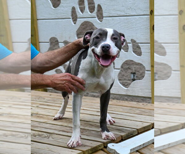 Medium Photo #5 American Pit Bull Terrier Puppy For Sale in Glen Allen, VA, USA