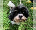 Small Photo #1 Shih Tzu Puppy For Sale in Potomac, MD, USA