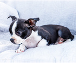 Small Photo #19 Boston Terrier Puppy For Sale in WAKARUSA, IN, USA