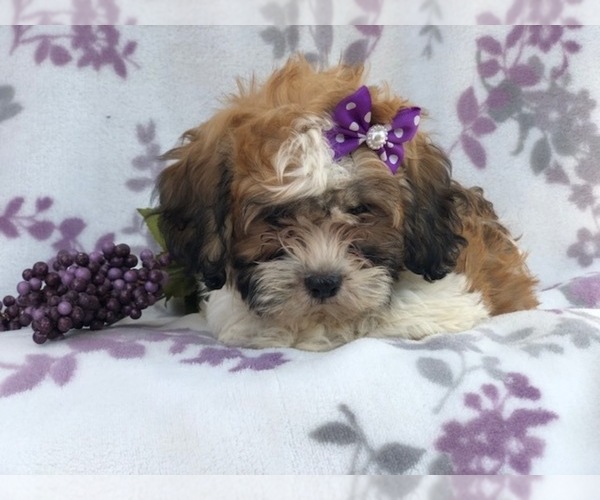 Medium Photo #3 Zuchon Puppy For Sale in LAKELAND, FL, USA