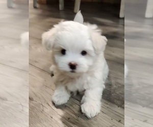 Maltipoo Puppy for sale in MONROE, GA, USA