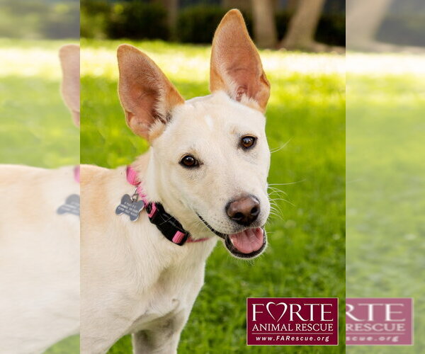 Medium Photo #1 Labrador Retriever-Shiba Inu Mix Puppy For Sale in Marina del Rey, CA, USA