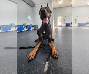 Rufio Adoption Pending! - Male Doberman Pinscher Dog for Adoption - Photo #16