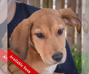 Coonhound-Unknown Mix Dogs for adoption in Huntley, IL, USA
