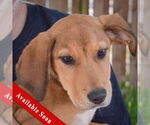 Small Coonhound Mix