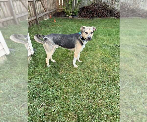 Medium Photo #4 Mutt Puppy For Sale in Mundelein, IL, USA