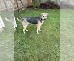 Small #3 Mutt