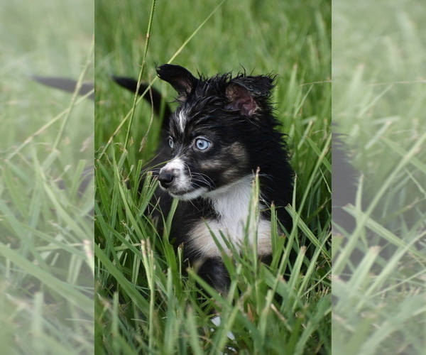 Medium Photo #2 Miniature Australian Shepherd Puppy For Sale in PALM COAST, FL, USA
