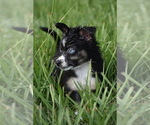 Small #1 Miniature Australian Shepherd