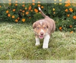 Small #1 Border Collie-Bordoodle Mix