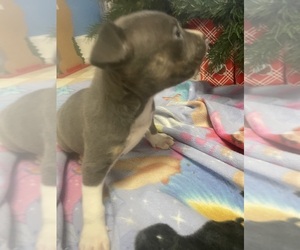 Medium American Bully-Pit