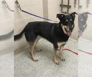 German Shepherd Dog-Unknown Mix Dogs for adoption in Conroe, TX, USA