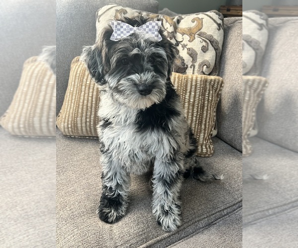 Medium Photo #5 Whoodle (Miniature) Puppy For Sale in RICHMOND, IL, USA