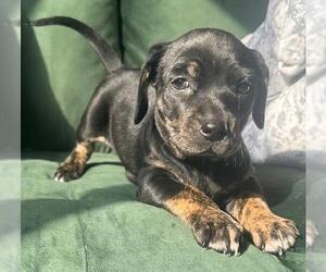 Dachshund-Unknown Mix Dogs for adoption in Los Angeles, CA, USA