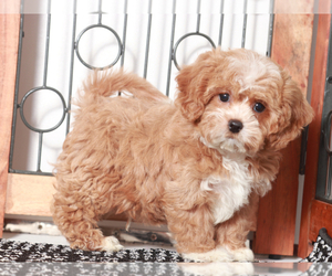 Shih-Poo Puppy for sale in NAPLES, FL, USA