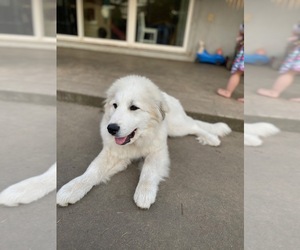 Great Pyrenees Puppy for sale in CARMICHAEL, CA, USA
