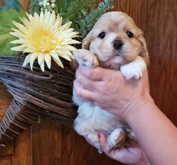 Cocker Spaniel Puppy for sale in PETERSBURG, IN, USA