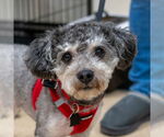 Small #4 Shih-Poo