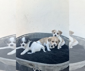 Jack Russell Terrier-Maltipoo Mix Puppy for Sale in ONTARIO, California USA