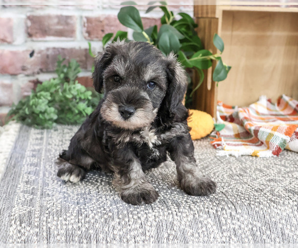 Medium Photo #1 Schnauzer (Miniature) Puppy For Sale in SYRACUSE, IN, USA