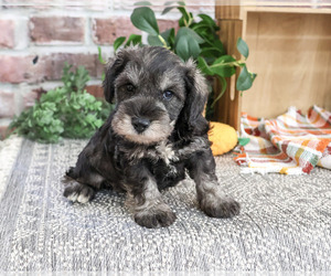 Schnauzer (Miniature) Puppy for sale in SYRACUSE, IN, USA