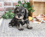 Small Schnauzer (Miniature)