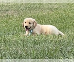 Image preview for Ad Listing. Nickname: Goldens