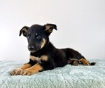 Small #4 Cattledog Shepherd