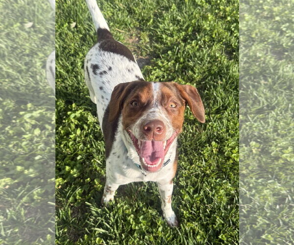 Medium Photo #5 Mutt Puppy For Sale in Fenton, MO, USA