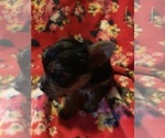 Small Photo #13 Yorkshire Terrier Puppy For Sale in JOHNSTON CITY, IL, USA