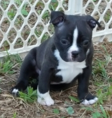 Boston Terrier Puppy for sale in GRIFFIN, GA, USA