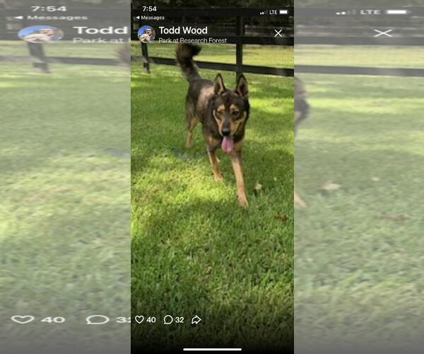 Medium Photo #1 Mutt Puppy For Sale in The Woodlands, TX, USA