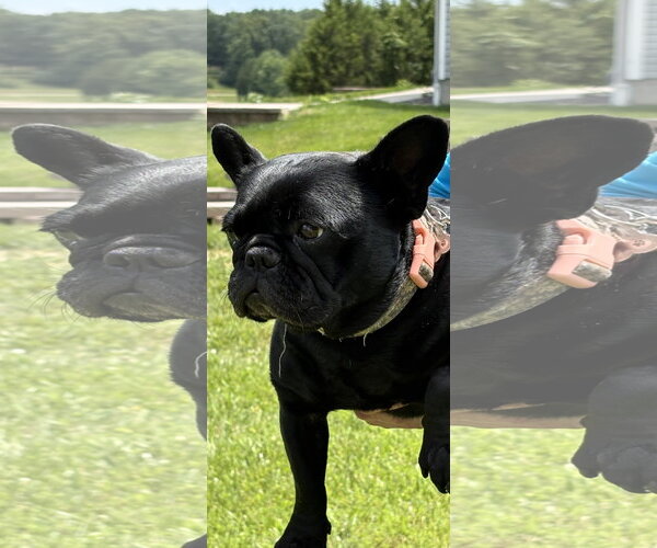 Medium Photo #2 French Bulldog Puppy For Sale in Fenton, MO, USA