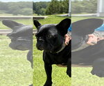 Small #1 French Bulldog