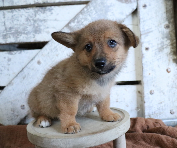 Medium Photo #5 Pembroke Welsh Corgi-Pomeranian Mix Puppy For Sale in HONEY BROOK, PA, USA