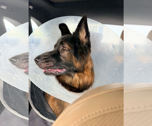 Medium Photo #2 German Shepherd Dog Puppy For Sale in Plantation, FL, USA