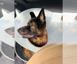 Uran 3182 - Male German Shepherd Dog Dog for Adoption - Photo #2
