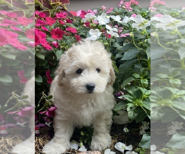 Medium Photo #3 Coton de Tulear-Poodle (Toy) Mix Puppy For Sale in CANOGA, NY, USA