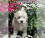Small #2 Coton de Tulear-Poodle (Toy) Mix