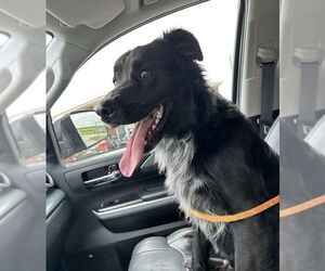 Mutt Dogs for adoption in Abbeville, LA, USA