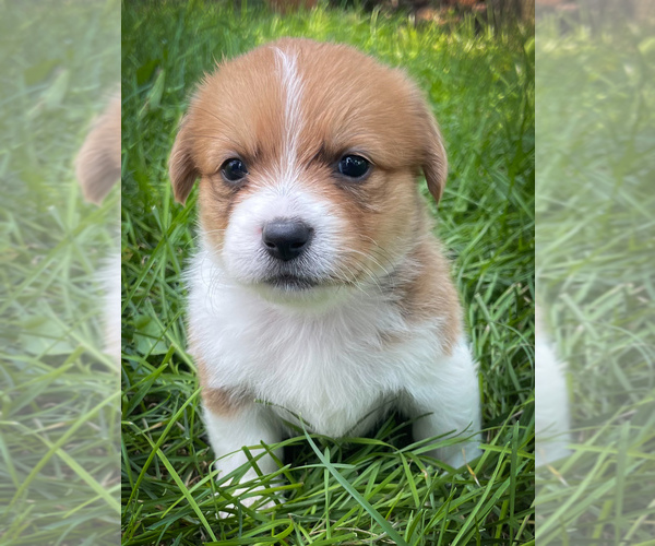 Medium Photo #1 Shorgi Puppy For Sale in FAIRBANK, IA, USA