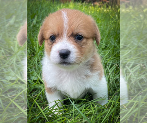 Shorgi Puppy for sale in FAIRBANK, IA, USA